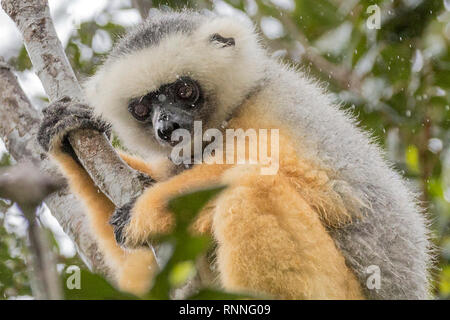 Diademed Sifaka aka diademed Simpona, (Propithecus diadema) Lemur mit Tracker, Tonga Soa finden, Andasibe-Mantadia Nationalpark, Madagaskar in der Stockfoto