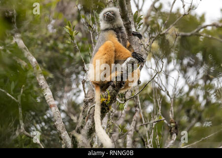 Diademed Sifaka aka diademed Simpona, (Propithecus diadema) Lemur mit Tracker, Tonga Soa finden, Andasibe-Mantadia Nationalpark, Madagaskar in der Stockfoto