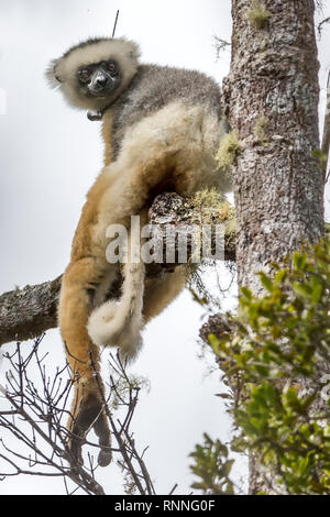 Diademed Sifaka aka diademed Simpona, (Propithecus diadema) Lemur mit Tracker, Tonga Soa finden, Andasibe-Mantadia Nationalpark, Madagaskar in der Stockfoto