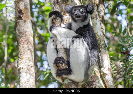 Indri Lemuren, aka babakoto, Tonga Soa finden, Andasibe-Mantadia Nationalpark Madagaskar Stockfoto