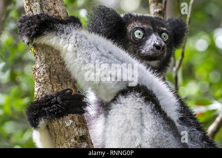 Indri Lemuren, aka babakoto, Tonga Soa finden, Andasibe-Mantadia Nationalpark Madagaskar Stockfoto