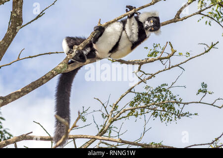 Schwarze und Weiße Vari, Varecia variegata Variegata, Lemur Island, Mantandia Nationalpark, Madagaskar Stockfoto