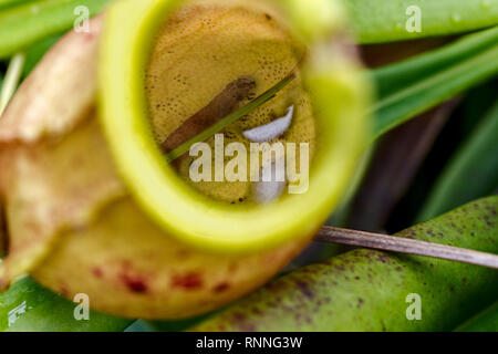 Kannenpflanze, Nepenthes masoalensis verdauen einer Raupe, Palmarium finden, See Ampitabe, Pangalanes, Madagaskar Stockfoto