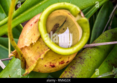 Kannenpflanze, Nepenthes masoalensis verdauen einer Raupe, Palmarium finden, See Ampitabe, Pangalanes, Madagaskar Stockfoto