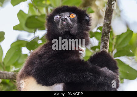 Der milne-edward Sifika, Lemur, Propithecus edwardsi, Ranomafana Nationalpark, Madagaskar. Blind mit der rechten Auge aufgrund Trauma Stockfoto