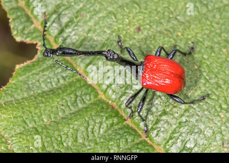 Männliche, Giraffe Rüsselkäfer, Trachelophorus giraffa, Sahamalaotra finden, Ranomafana Nationalpark, Madagaskar Stockfoto