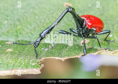 Männliche, Giraffe Rüsselkäfer, Trachelophorus giraffa, Sahamalaotra finden, Ranomafana Nationalpark, Madagaskar Stockfoto