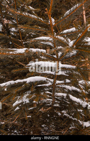 Pine needle Baum im Schnee, Winter wald landschaft in Deutschland Stockfoto