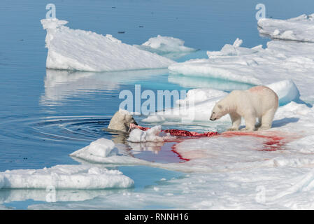 Zwei wilde Eisbären Essen getötet Dichtung auf dem Packeis nördlich von Spitzbergen, Svalbard Stockfoto