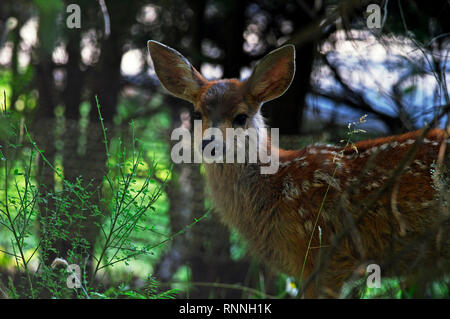 Ein kolumbianischer black-tailed deer fawn (Odocoileus hemionus columbianus) noch Baby Flecken im Schatten einiger Bäume in der Nähe. Stockfoto