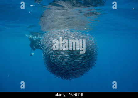 Jason Isley von scubazoo Dreharbeiten Köder ball Schulbildung Sardellen, Encrasicholina punctifer, Kei Islands oder Kai Inseln, den Molukken, Indonesien, Banda See Stockfoto