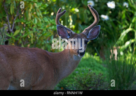 Ein schöner Kolumbianischen black-tailed deer Buck (Odocoileus hemionus columbianus) hob den Kopf aus der Nahrungssuche auf Büsche als ich vorbeifuhr. Stockfoto