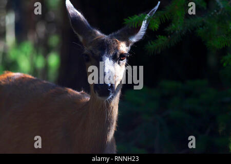 Ein kolumbianischer black-tailed deer doe (Odocoileus hemionus columbianus), stehen im Schatten einiger Bäume in der Nähe. Stockfoto