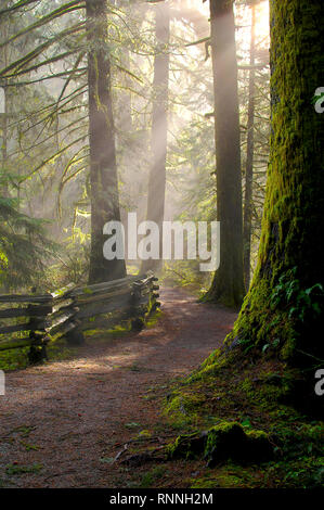 Cliff fällt Kanaka Creek Trail mit Sonnenstrahlen Filterung durch die immergrüne Bäume. Stockfoto