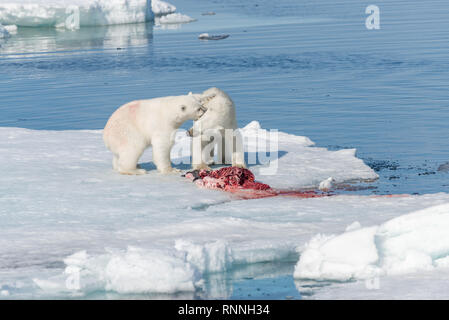 Zwei wilde Eisbären Essen getötet Dichtung auf dem Packeis nördlich von Spitzbergen, Svalbard Stockfoto