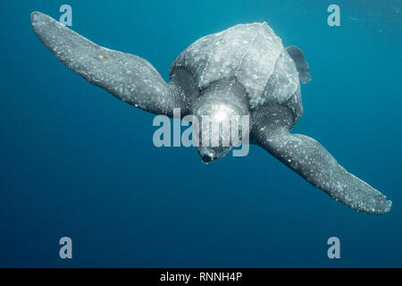 Pacific leatherback Sea Turtle, Dermochelys coriacea, eine kritisch gefährdete Arten, Kei (oder Kai) Inseln, den Molukken, Indonesien, Banda See Stockfoto