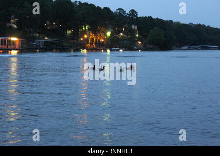 Gänse auf dem See Stockfoto