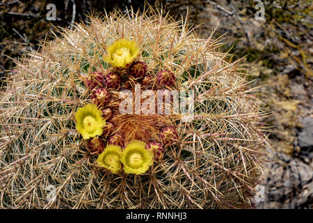 USA, Nevada, Clark County, Gold Butte National Monument. Die gelbe Krone von Blumen auf Kalifornien barrel Kaktus (Ferocactus cylindraceous) Stockfoto