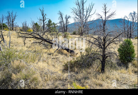 USA, Nevada, White Pine County. Ökologische post wildfire Überwachung der Vegetation Transekt durch ein Brandopfer Pinyon Juniper Wald. Stockfoto