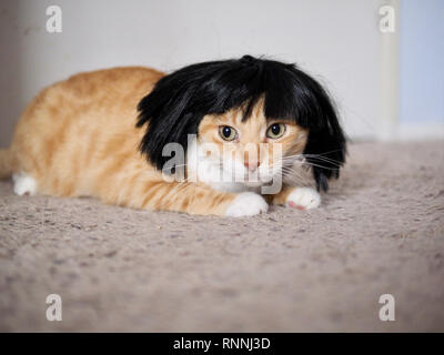 Mika die orange Tabby tragen eine schwarze Perücke Stockfoto