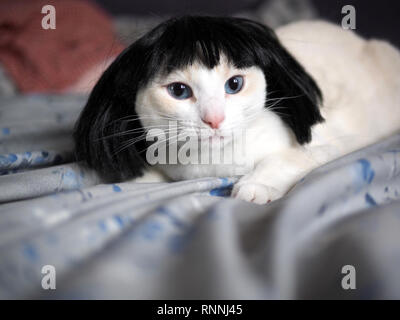 Die flamme Mitzie point Siam tragen eine schwarze Perücke Stockfoto