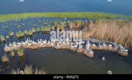 dalmatinische Pelikane (Pelecanus Crispus) im Donaudelta Rumäniens. Luftbild mit Drohne. Stockfoto