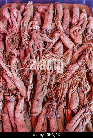 Ginseng Wurzel für den Verkauf in einem chinesischen Supermarkt, Chinatown, Singapur. Stockfoto