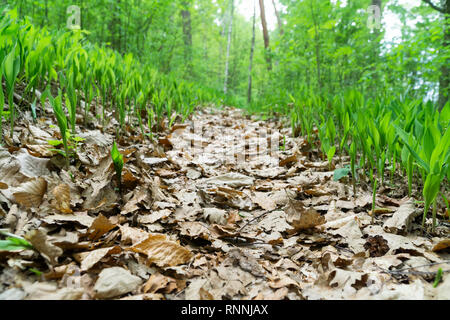 Pfad bedeckt mit Eiche und Buche Blätter im Wald, Maiglöckchen auf den Seiten, sonniger Frühlingstag, Ansicht von unten. Selektive Schärfe, Unschärfe Stockfoto