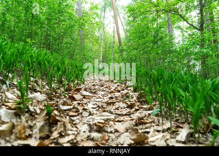 Pfad bedeckt mit Eiche und Buche Blätter im Wald, Maiglöckchen auf den Seiten, sonniger Frühlingstag, Ansicht von unten. Selektive Schärfe, Unschärfe Stockfoto