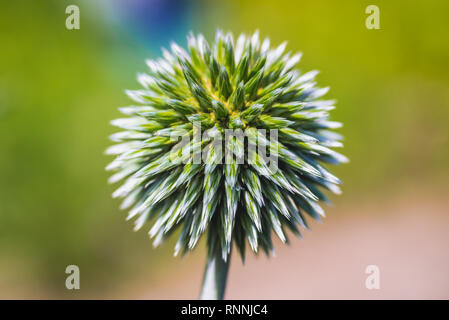 Cirsium tuberosum Pflanze im Garten Stockfoto