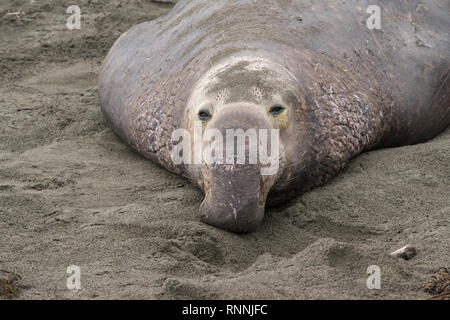 Northern elephant Seal, Piedras Blancas rookery, Kalifornien Stockfoto