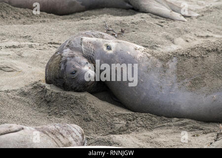 Northern elephant Seal, Piedras Blancas rookery, Kalifornien Stockfoto