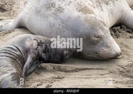 Northern elephant Seal, Piedras Blancas rookery, Kalifornien Stockfoto