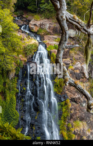 Morans fällt in Lamington National Park, Queensland, Australien Stockfoto