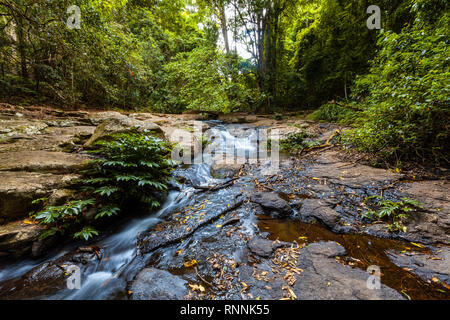 Sprudelnde Creek in den üppigen Regenwald. Lamington National Park, Queensland, Australien Stockfoto