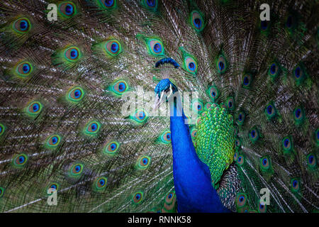 Peacock Porträt mit aufgefächerten Schwanz Stockfoto