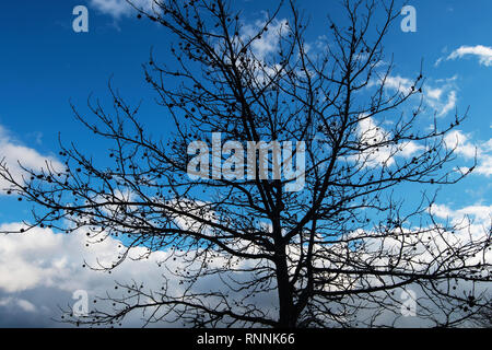 Amerikanische sweet Gum Tree im Februar Stockfoto
