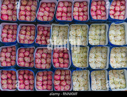 Dutzende von rosa und weißen Rosen bereit, um die Globale Weltwirtschaft in Cayambe, nördlich von Quito, Ecuador zu exportieren. Stockfoto