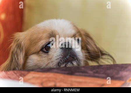 Adorable Pekingese Dog mit einem unscharfen Hintergrund Stockfoto