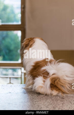 Adorable Pekingese Hund suchen durch ein Fenster Stockfoto