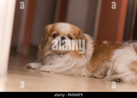 Adorable Pekingese Dog mit einem unscharfen Hintergrund Stockfoto