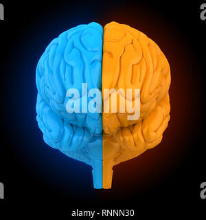 Links und rechts der menschlichen Anatomie des Gehirns isoliert Stockfoto