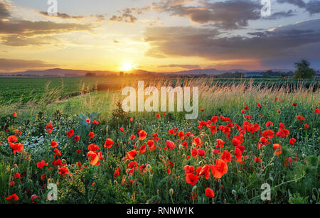 Lebendige Mohnfeld Stockfoto