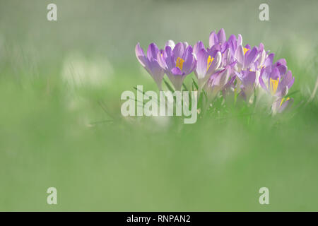 In der Nähe von schönen blühenden Krokusse im Frühling. Blick auf die schönen blühenden Krokusse auf einer Wiese im Morgenlicht. Frühling Blumen. Stockfoto