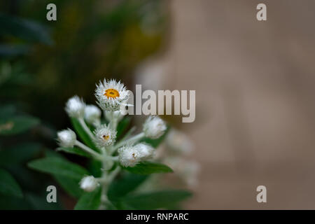 Haarige Aster, Frost Aster, haarigen weißen Oldfield Aster oder Wild Aster Stockfoto