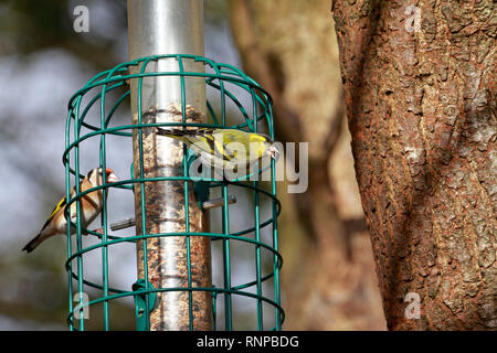 Erwachsene männliche Zeisig, Carduelis spinus und ein Erwachsener Stieglitz, Carduelis carduelis Fütterung auf ein Same Bird Feeder, England, UK. Stockfoto