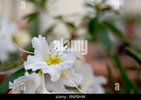 Weiß Rosa sempervirens immergrüne Rose Blume Stockfoto