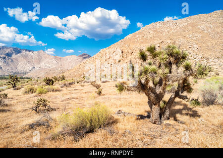 Joshua Bäume, bei Walker Pass in der Sierra Nevada, Kalifornien, USA. Stockfoto