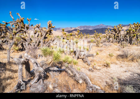 Joshua Bäume, bei Walker Pass in der Sierra Nevada, Kalifornien, USA. Stockfoto