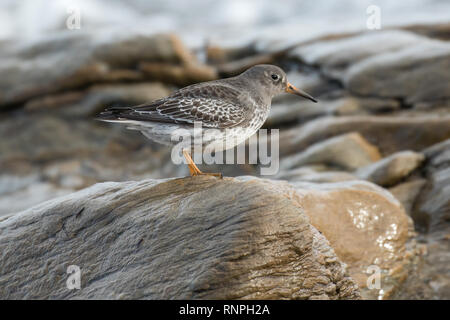 Meerstrandläufer im Winter Gefieder Stockfoto